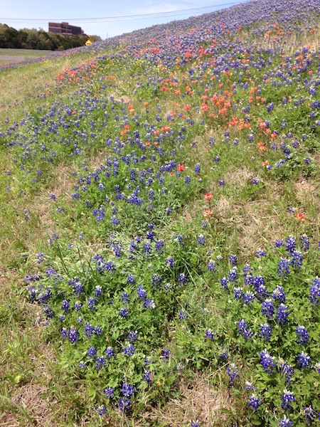 Texas Bluebonnet wildflowers